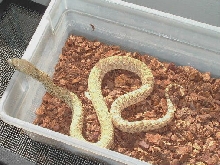 Hypo Bull