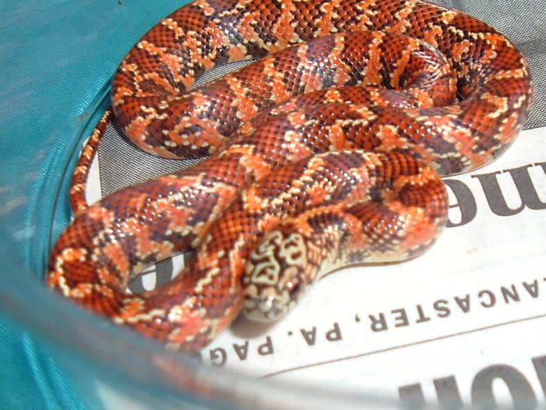 Red Hypo Brooksi