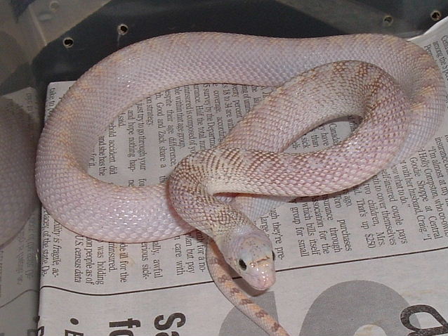 Ivory x Ghost
