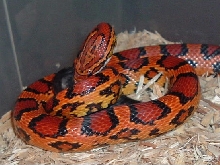 Abbott Male
