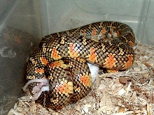 Male Brooksi