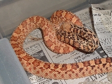 Stillwater Male