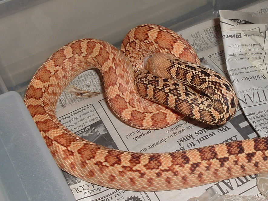 Stillwater Male