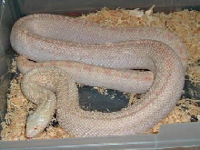 Ivory Snow