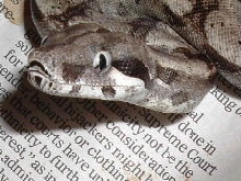 White Eyes