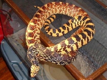 trumbower tri color
