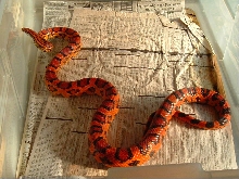 Abbotts Male