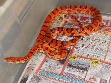Abbotts Female
