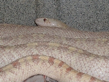 Ivory Male