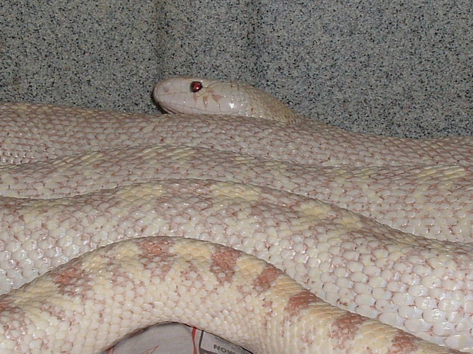 Ivory Male