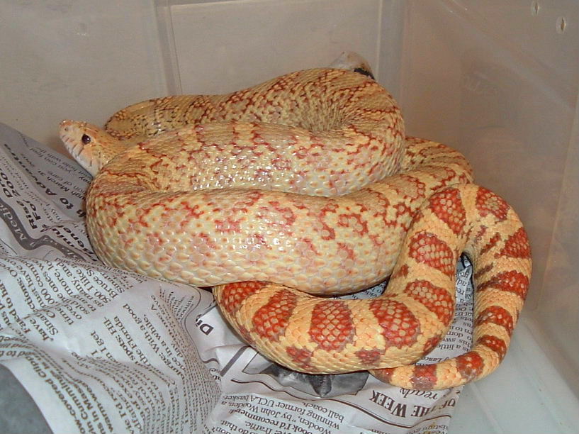 HYPO BULL