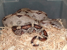 Het Amel