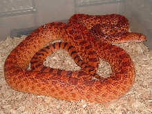 Crumbley Red