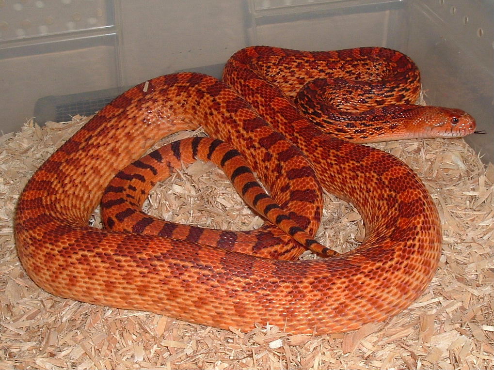 Crumbley Red