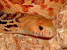 Head Shot