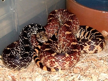 Female Tri-Color