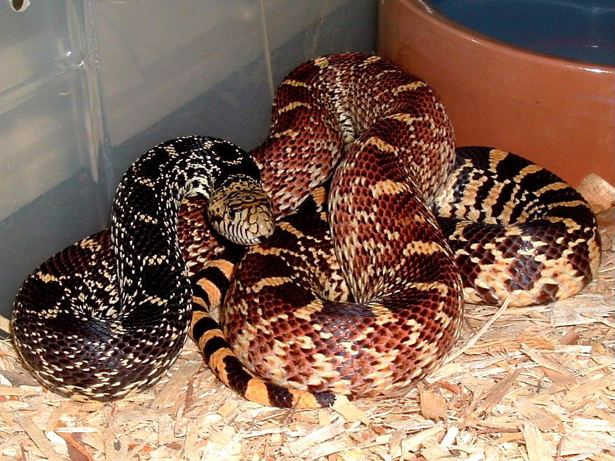 Female Tri-Color