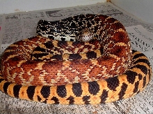 Tri-Color Bull
