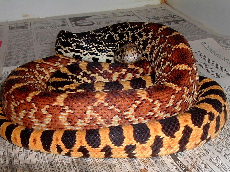 Tri-Color Bull