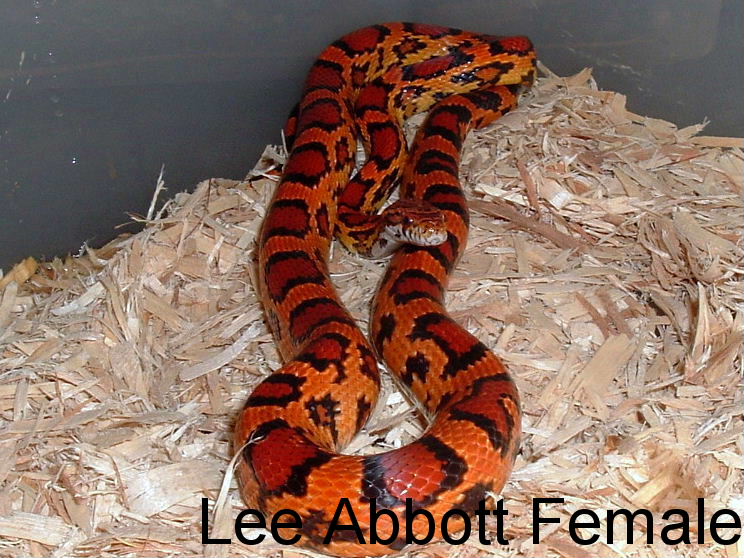 Lee Abbott Female