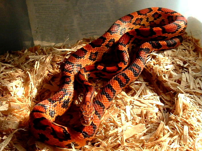 Abbott male