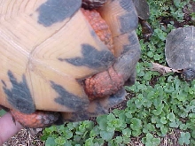 Female Wood Tail Nip