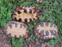 Plastron View of Woods