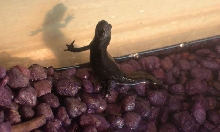 Squirt the Newt