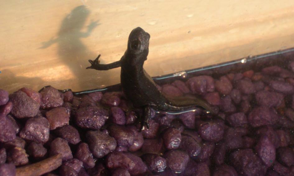 Squirt the Newt
