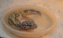 Bobbett soaking