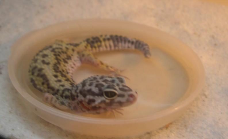 Bobbett soaking