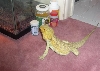 Dragon vs. Newt