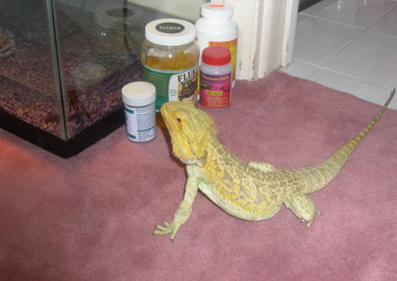 Dragon vs. Newt