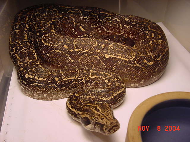 Enrique 1