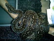 Coiled on her branch