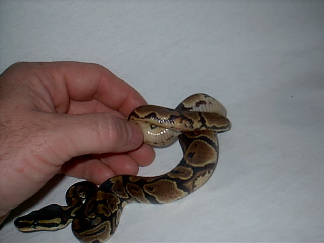 Is this a Yellow Belly??