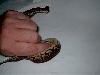 Is this a yellow belly??