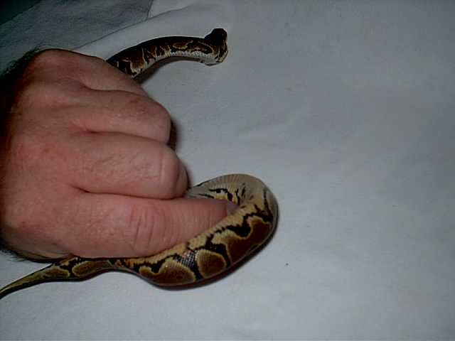Is this a yellow belly??
