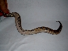 Is this a yellow belly???