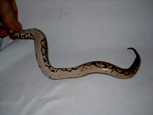 Is this a yellow belly???