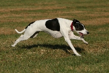 loves to run