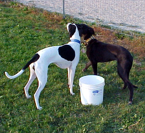 yin and yang