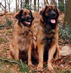 leonbergers