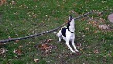 whippet weightlifting