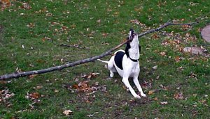 whippet weightlifting