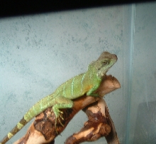 my water dragon