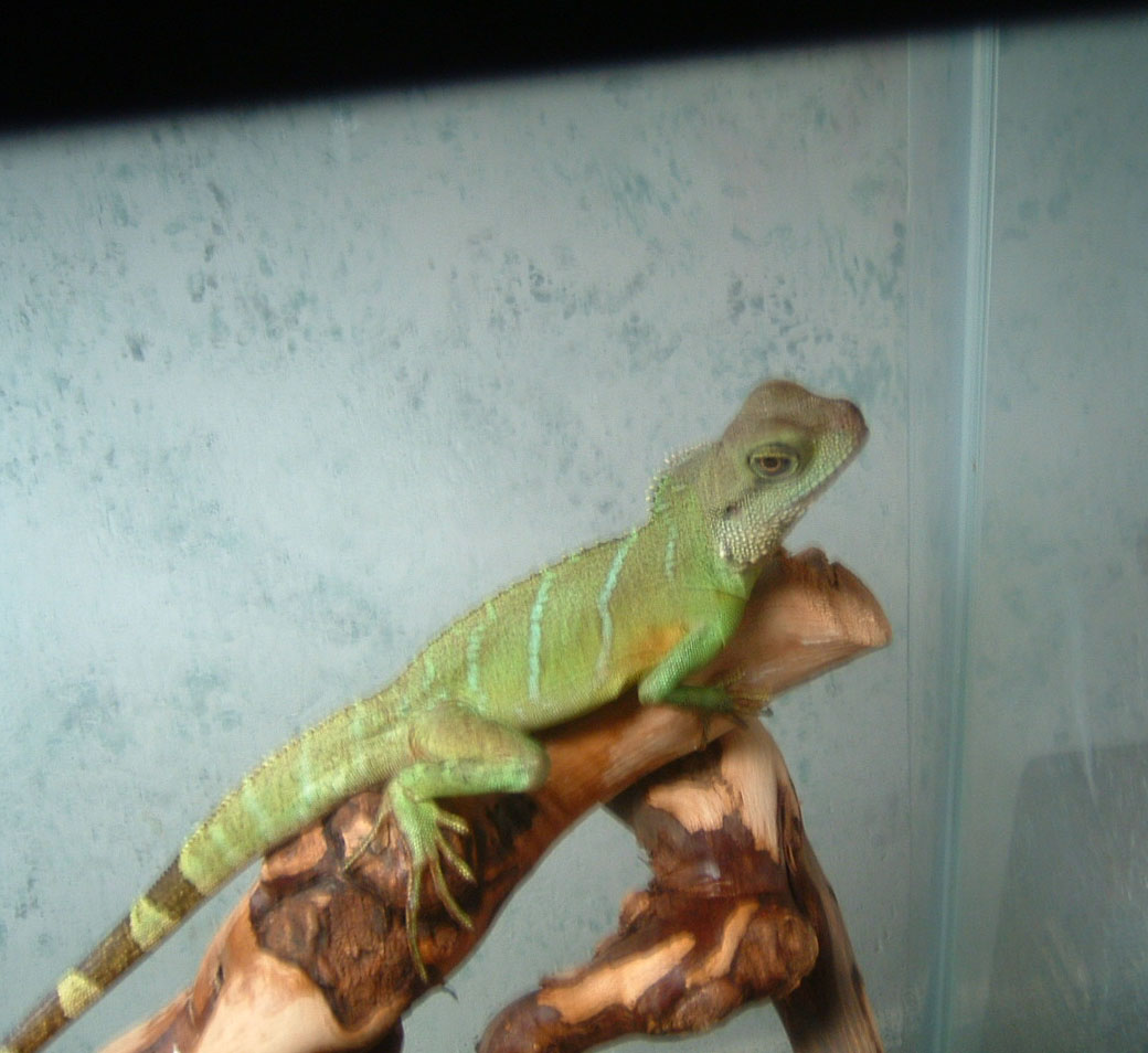 my water dragon