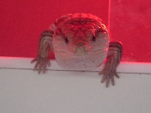 stuey my blue tongue