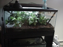 Whites set up