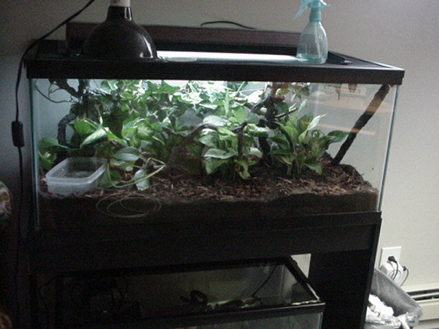 Whites set up